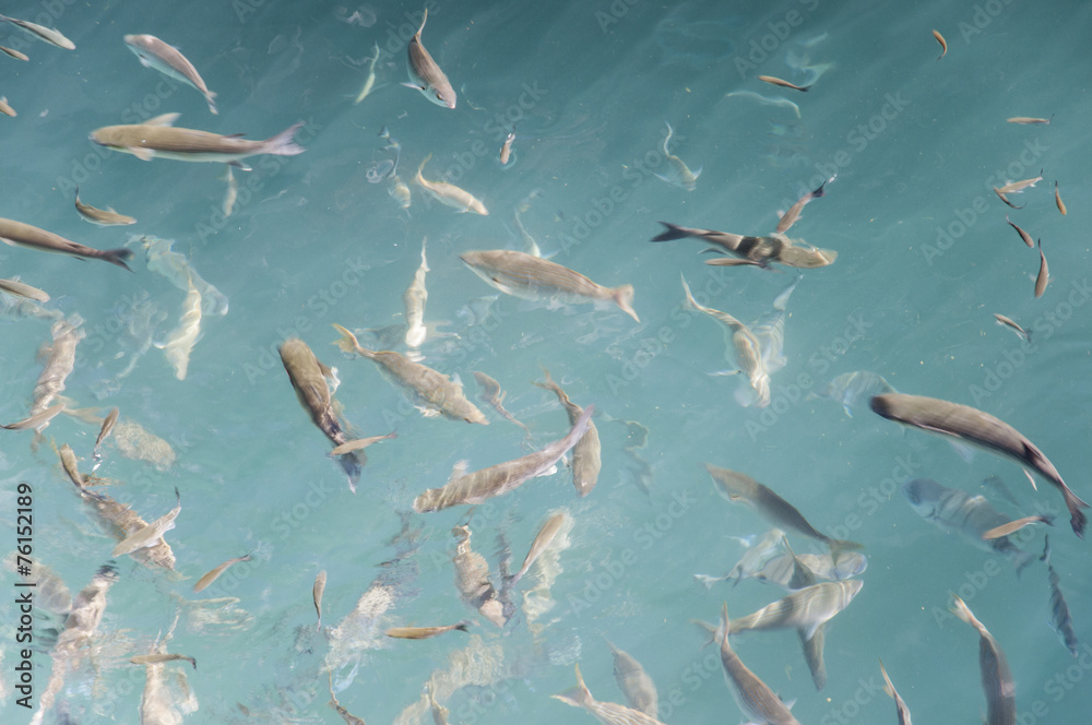 very large fish