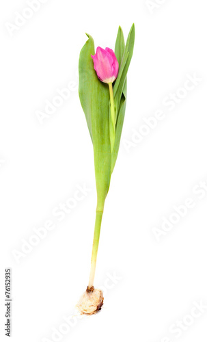Fototapeta Naklejka Na Ścianę i Meble -  magenta tulip