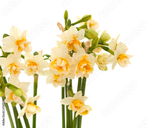 Fototapeta Naklejka Na Ścianę i Meble -  double mini-narcissi isolated