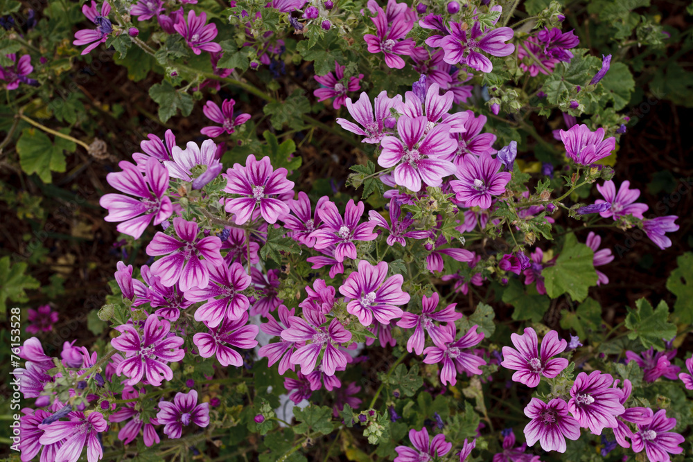 Malva Malva
