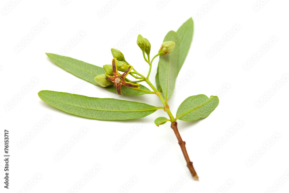 Obraz premium dogbane Periploca Laevigata