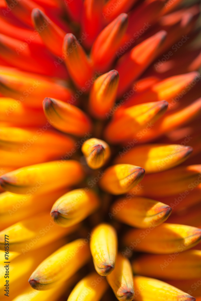 Obraz premium orange and yellow aloe flowering spike