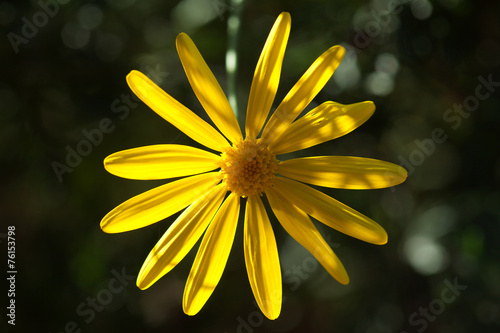 yellow flowers of euryops natural background photo