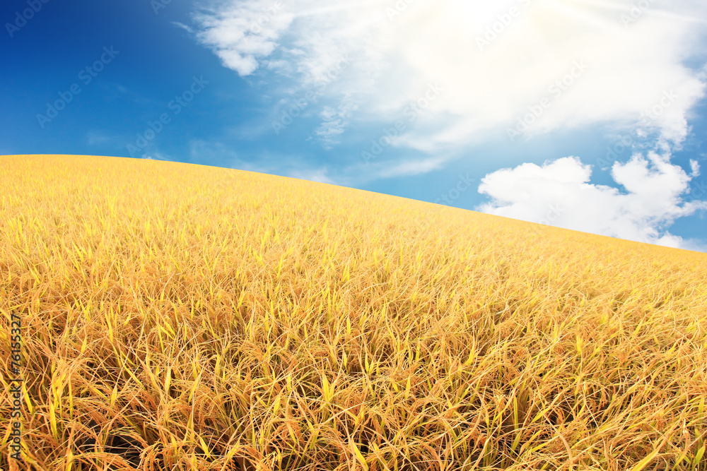 Fototapeta premium Rice field scene