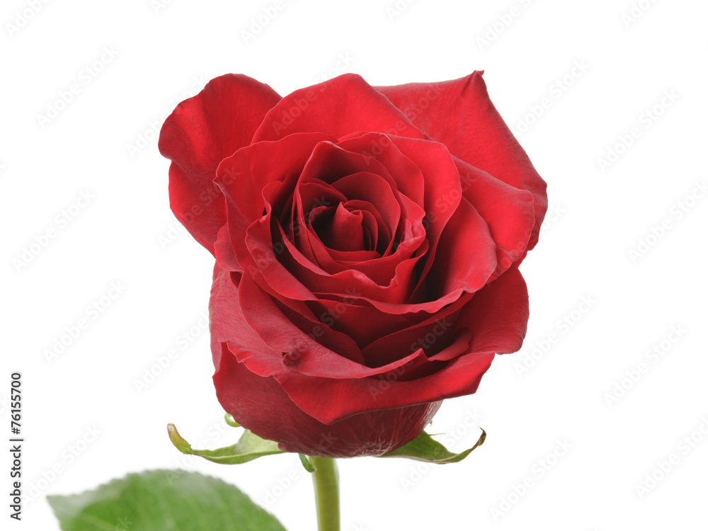 Single red rose isolated on white background Single red rose isolated on white background