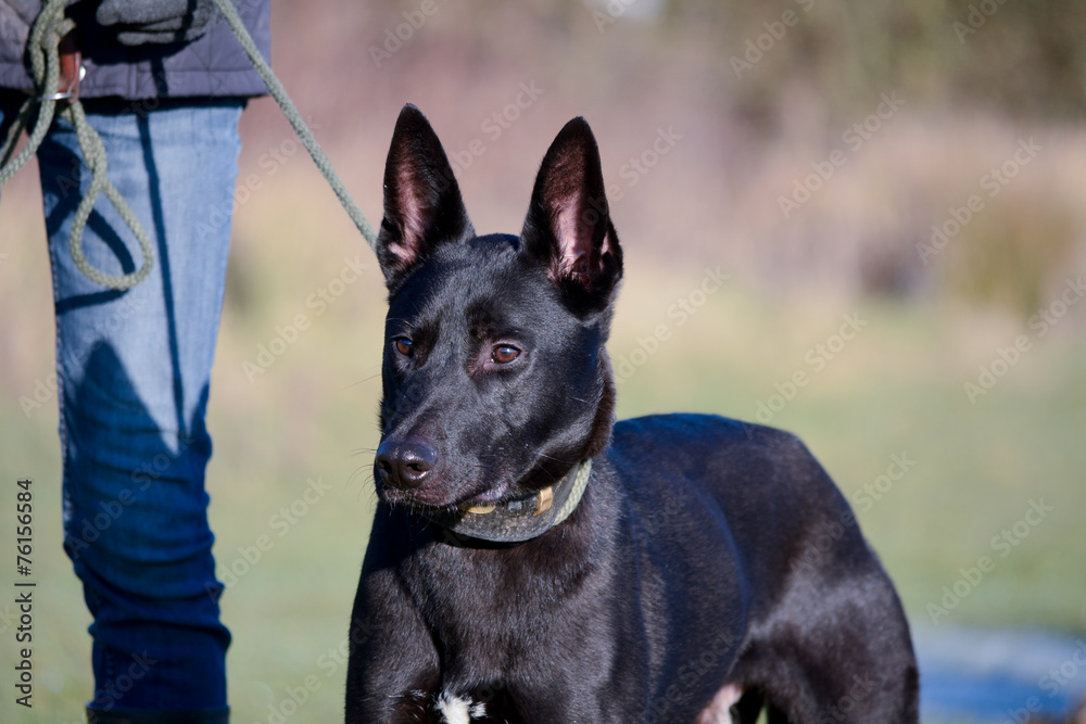 German Shepherd Lurcher Crossbreed dog portrait
