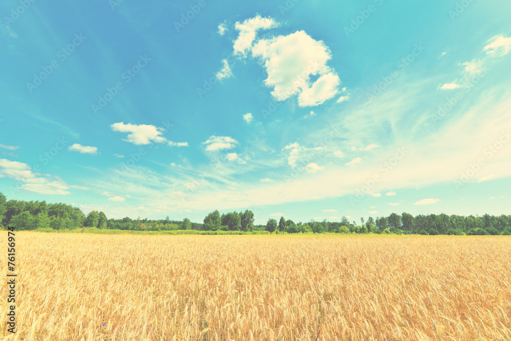 Fototapeta premium Summer landscape