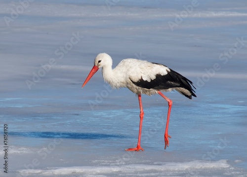 White Stork in the middle of the european winter (11 jan. 2015)