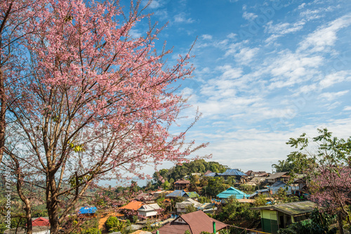 Cherry blossom in the country side of north of Thailand.