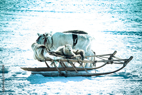 The dog in the sled and reindeer on snow background. Toned photo