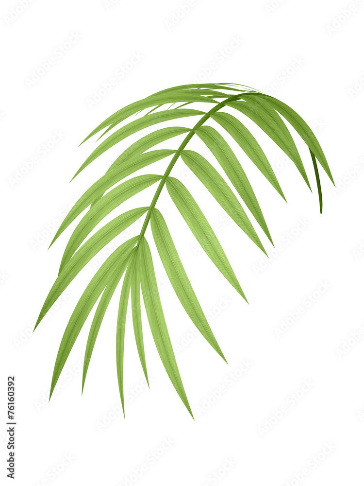 tropical plant branch