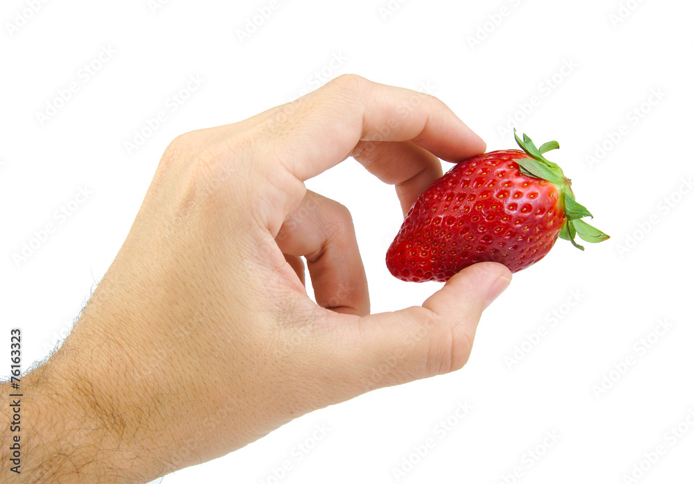 Obraz premium Hand holding a strawberry isolated on white.