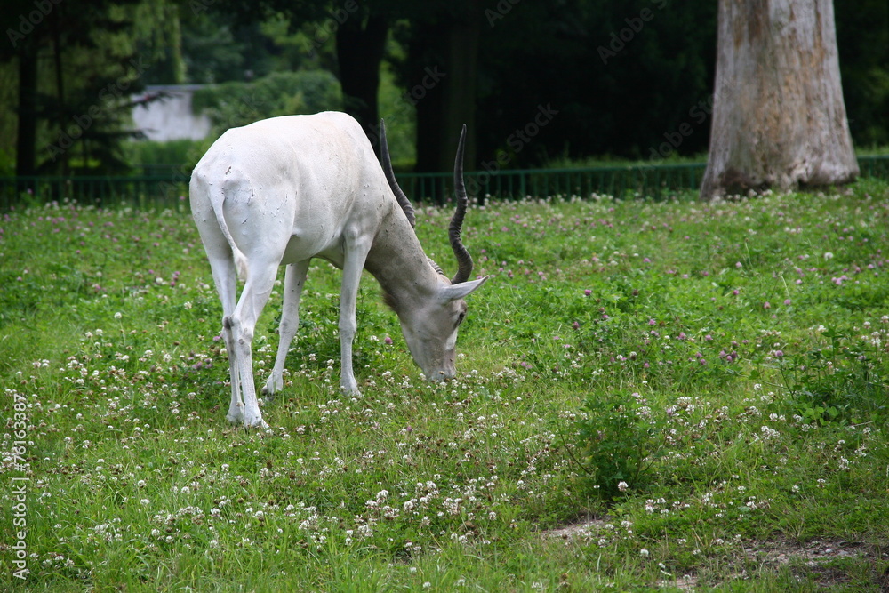 Fototapeta premium Krętorogie
