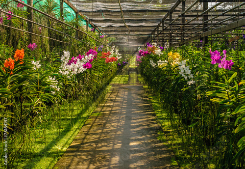Colorful Orchid farm