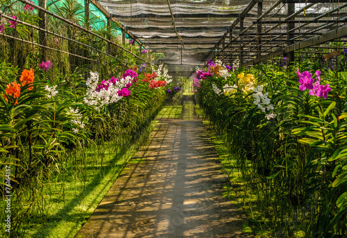 Fototapeta Naklejka Na Ścianę i Meble -  Colorful Orchid farm