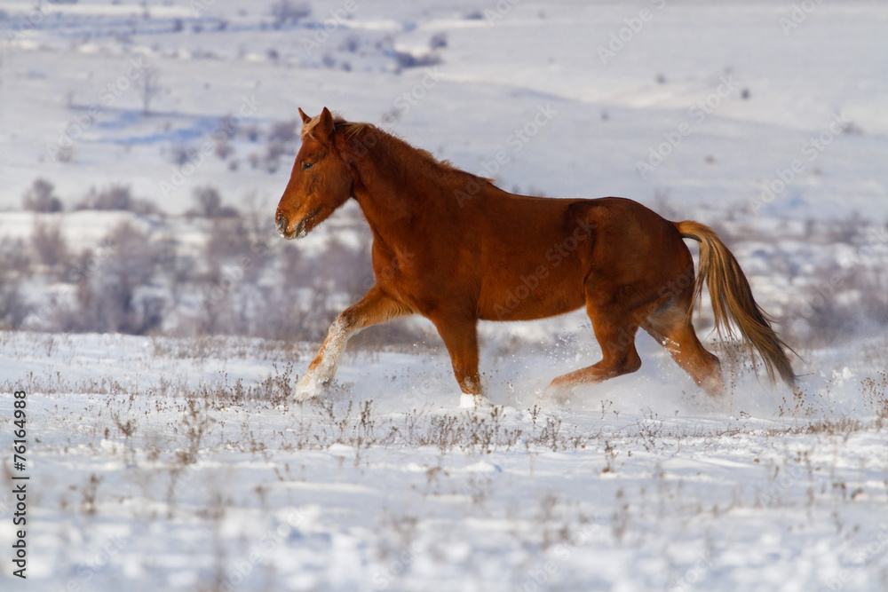 Beautiful horse trotting in winter snow Beautiful horse trotting in winter snow