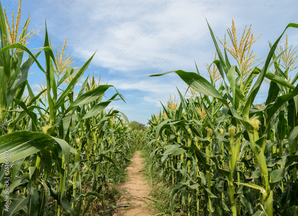 Obraz premium Green corn field in blue sky