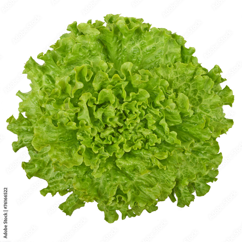 Fresh green lettuce isolated on white background Fresh green lettuce isolated on white background