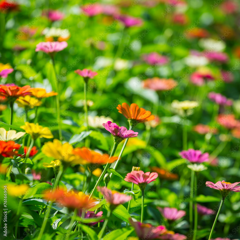 Beautiful flowers on a meadow