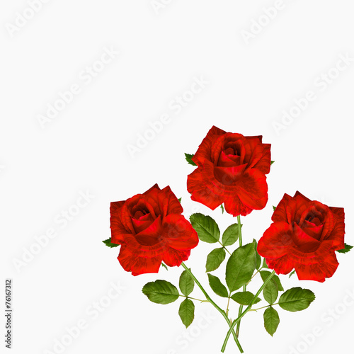 three red roses tiger