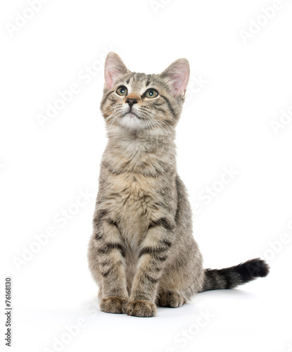 Tabby kitten on white