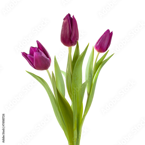 violet tulip purple