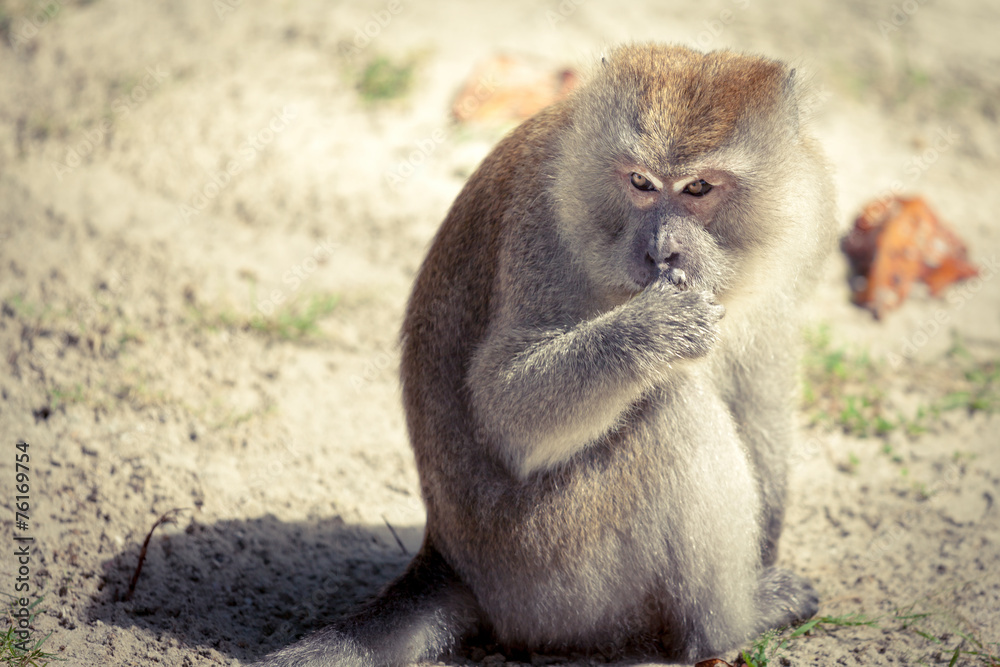 Monkey with a thoughtful look on Pangkor Island