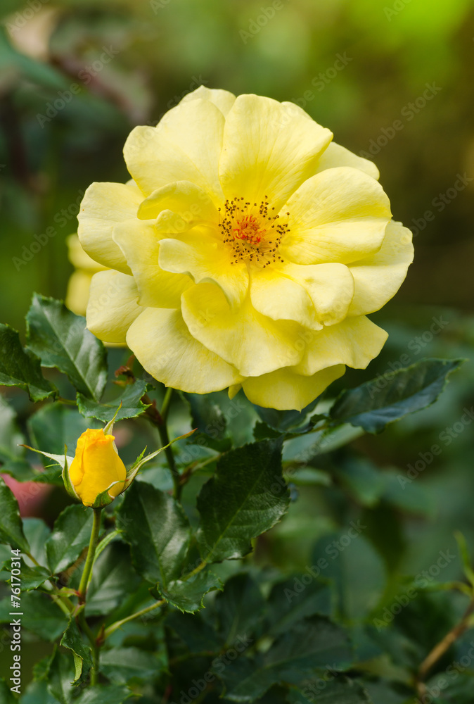 beautiful yellow rose in a garden