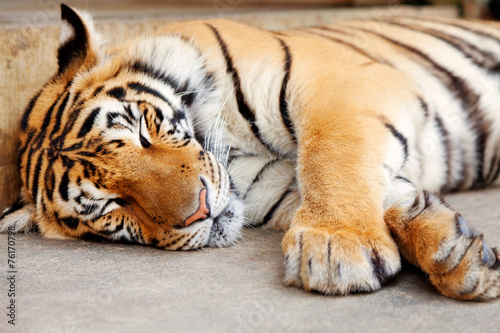 Fototapeta Naklejka Na Ścianę i Meble -  Sleeping Tiger, Chiang Mai, Thailand