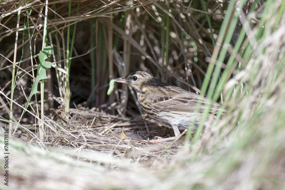 Anthus trivialis. The nest of the Tree Pipit in nature.