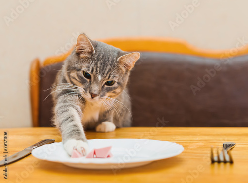 young cat eating food from kitchen plate