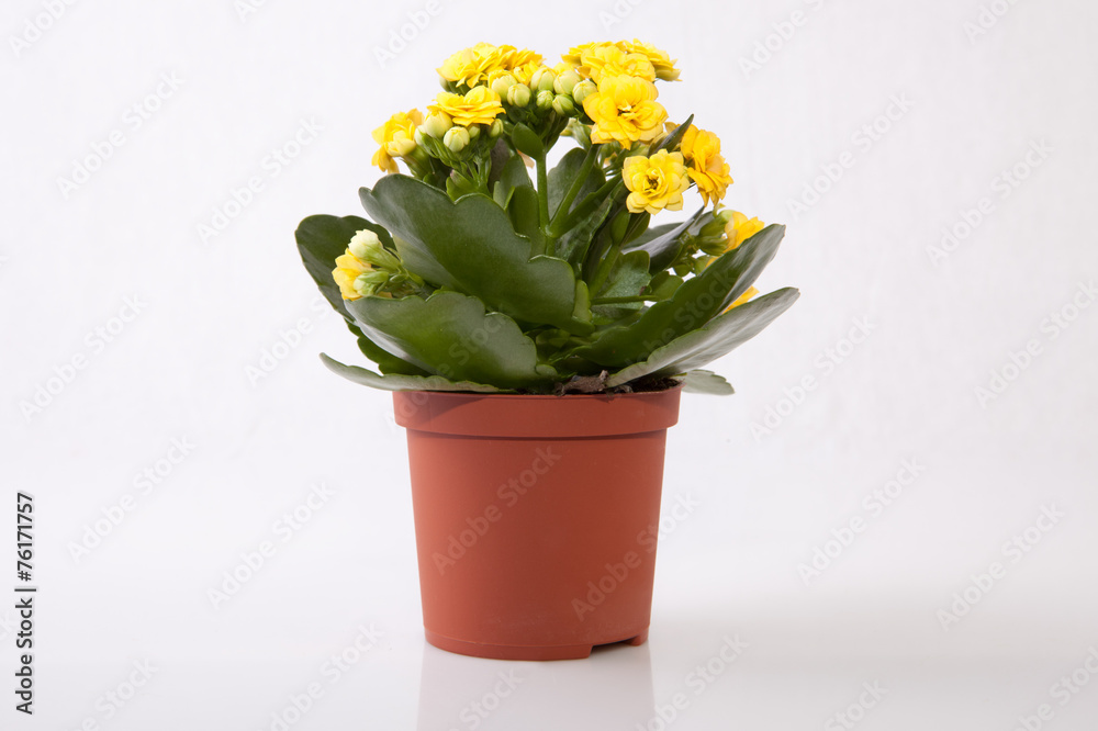 Mini yellow kalanchoe Mini yellow kalanchoe