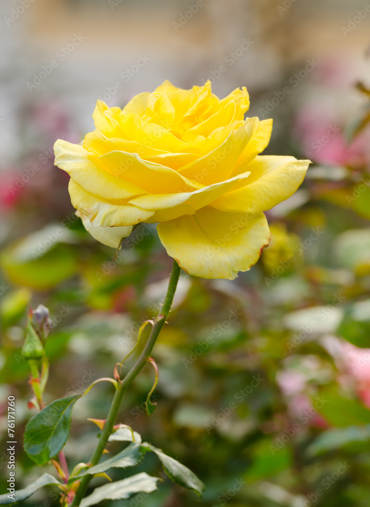 beautiful yellow rose in a garden beautiful yellow rose in a garden