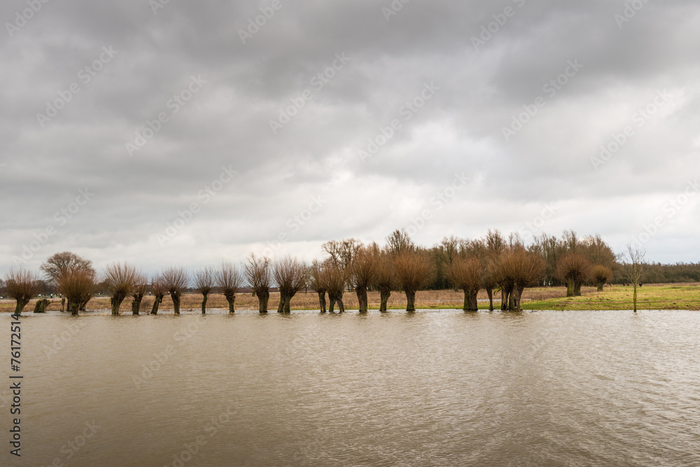 Fototapeta premium Row of flooded trees and a cloudy sky