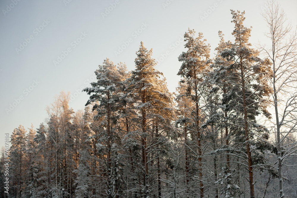 Fototapeta premium Winter forest