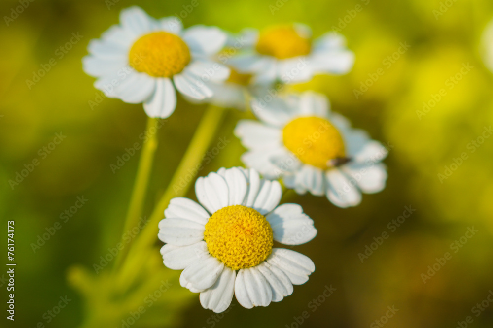 Fototapeta premium Нивяник обыкновенный (лат. Leucanthemum vulgare), или ромашка садовая
