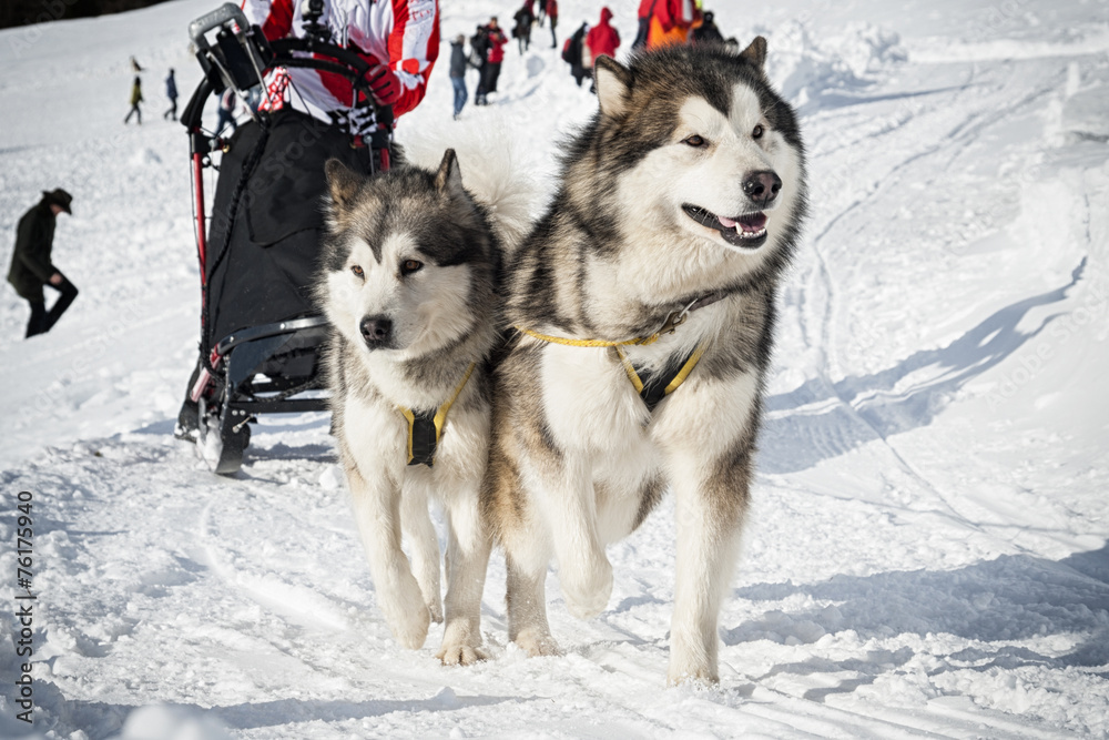 Naklejka premium Sleddog