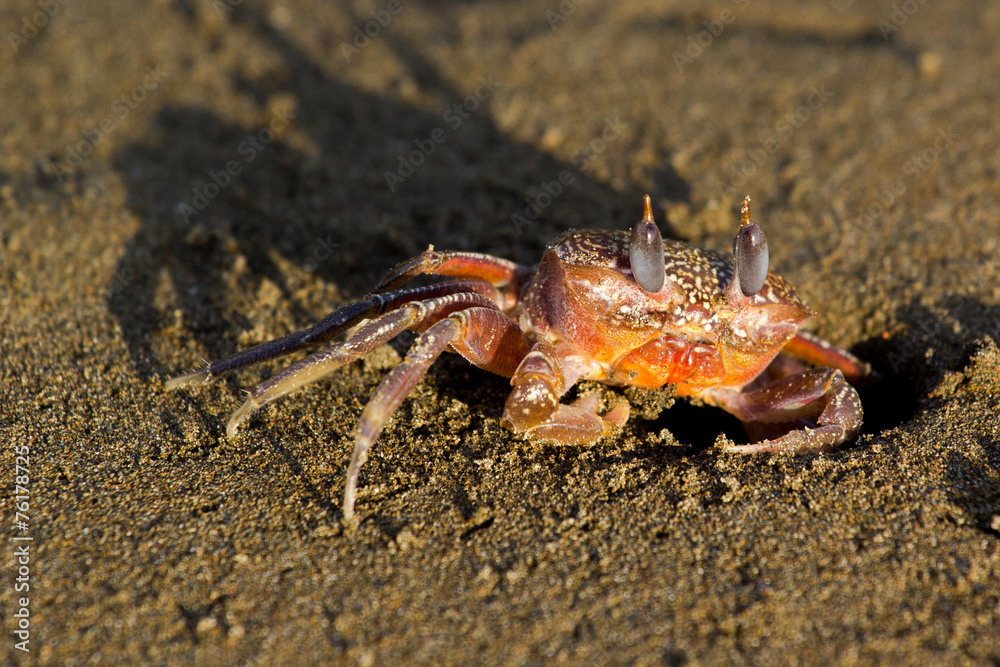 Crab