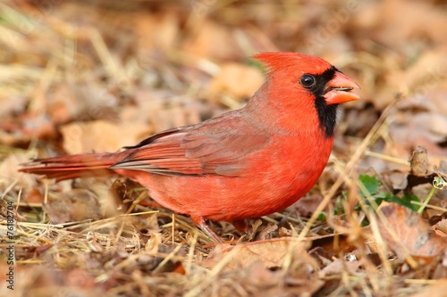 Male Cardinal On Leaves
