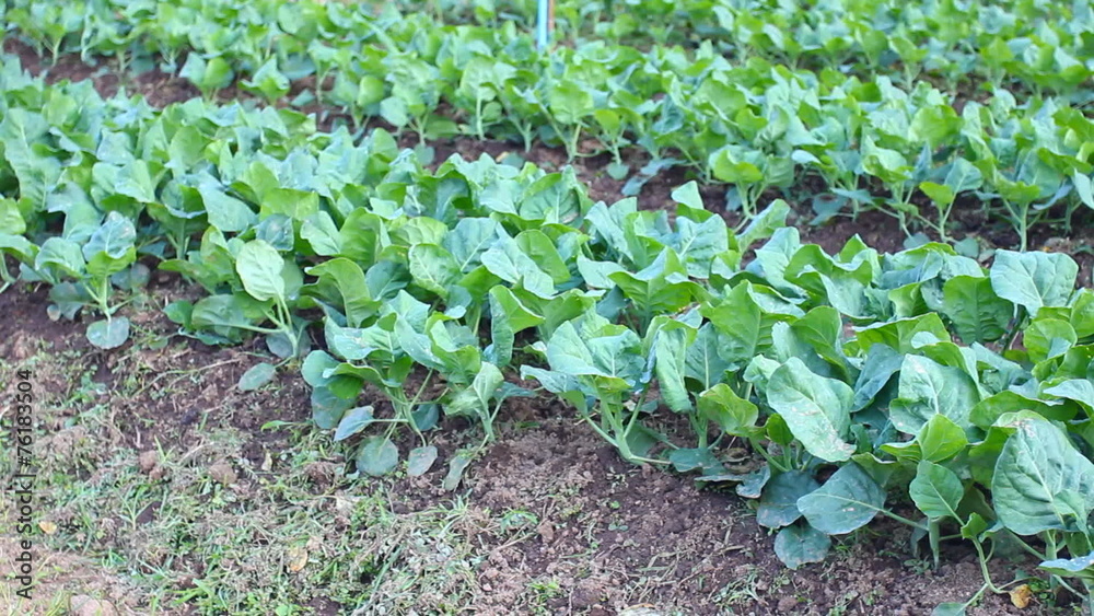Kale vegetable garden plant Kale vegetable garden plant