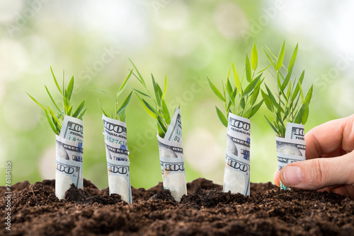 Person Planting Money Plants