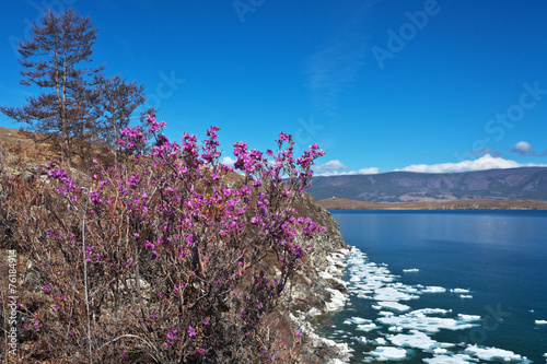 Fototapeta Naklejka Na Ścianę i Meble -  Lake Baikal in spring. Flowering rhododendron
