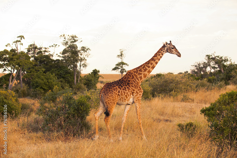 Fototapeta premium Giraffe in Masai Mara