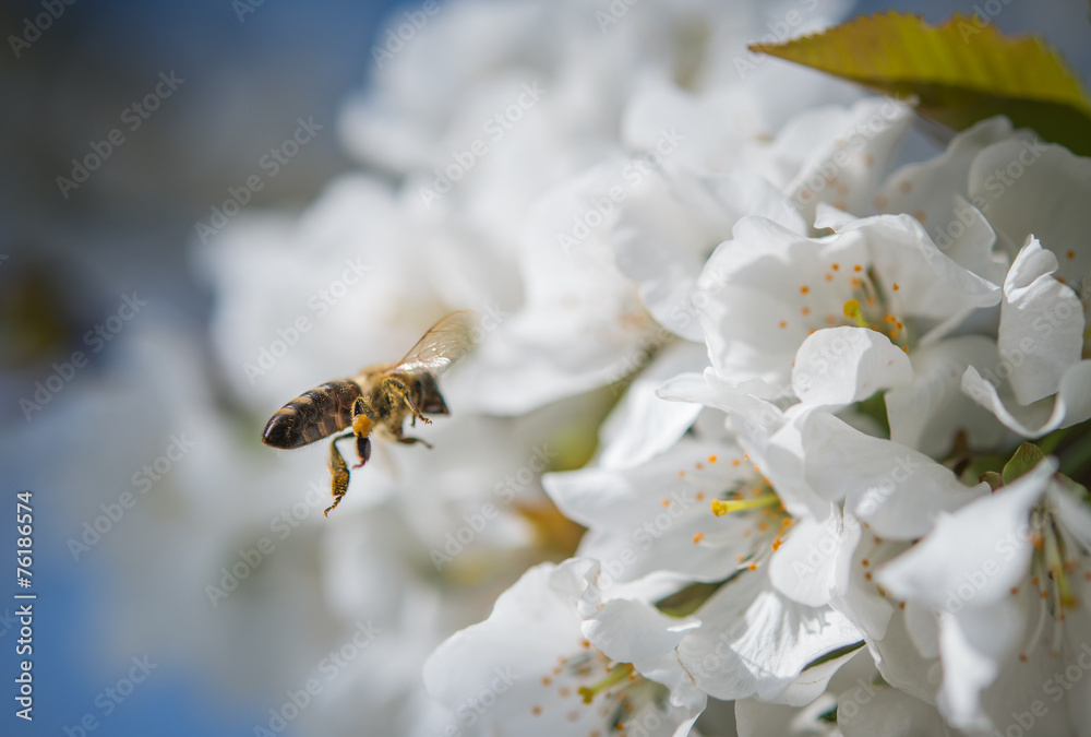 Honey bee - obrazy, fototapety, plakaty 