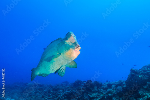 Bumphead Parrotfish in blue water
