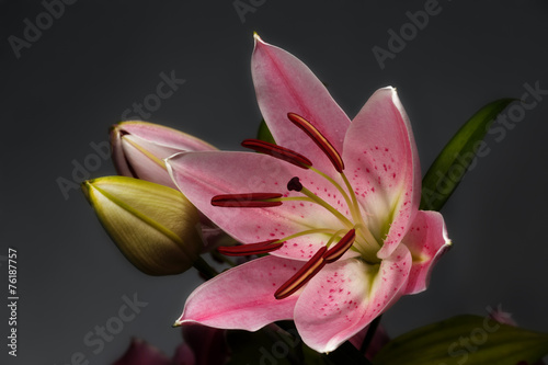 blossoming pink lily flowers