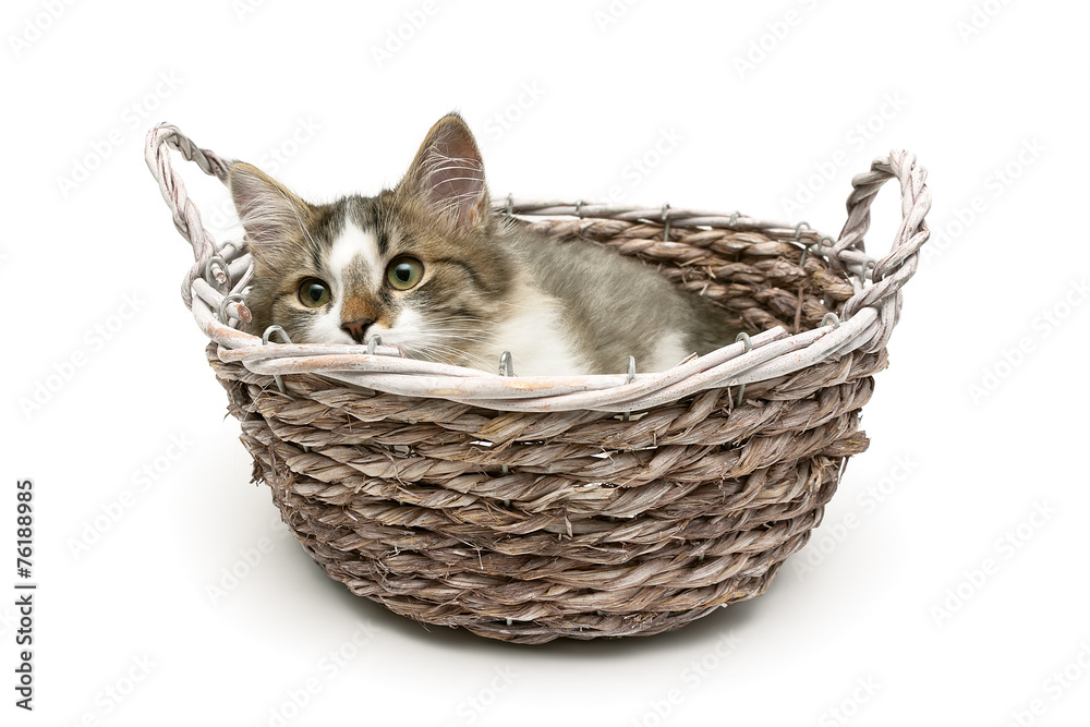 small fluffy kitten lies in a basket on a white background