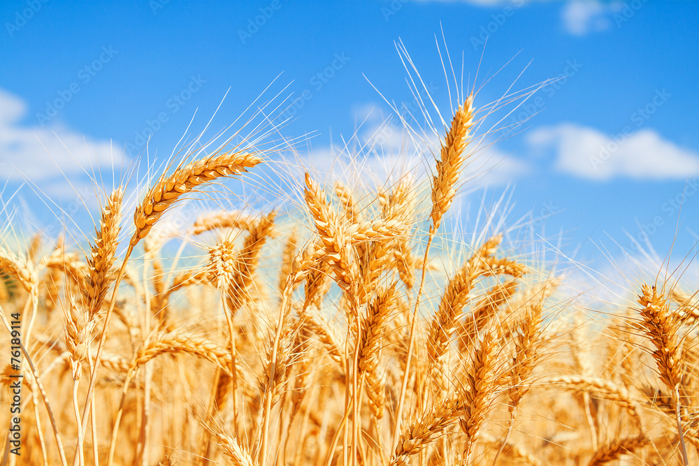 Gold wheat field and blue sky - obrazy, fototapety, plakaty 
