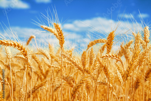 Gold wheat field and blue sky