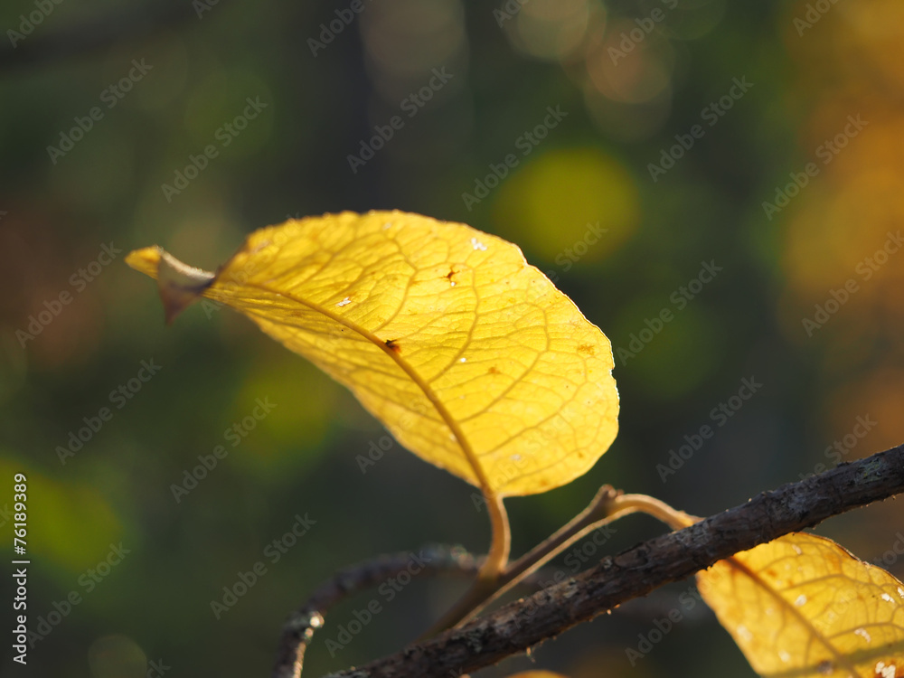 Obraz premium leaf